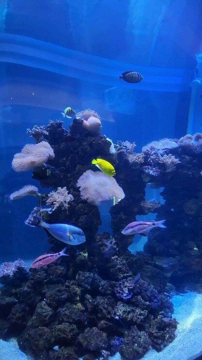 Therapy

#reels #viralvideos #reelviral #fish #relax #abudhabi #instreels